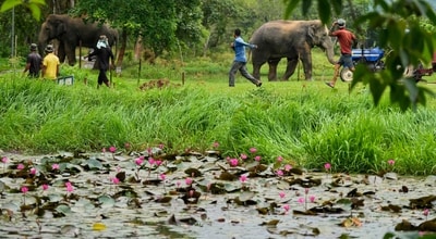 Rhinos and forest department's elephants graze in the Manas national park, west of Guwahati, India, Tuesday, June 3, 2026. (AP) Rhinos and forest department's elephants graze in the Manas national park, west of Guwahati, India, Tuesday, June 3, 2026. (AP)