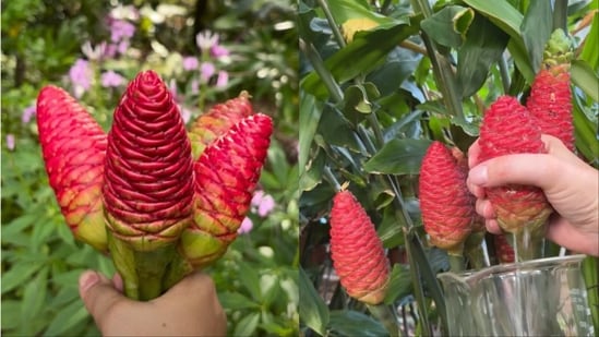Shampoo ginger is going viral as a natural hair treatment.