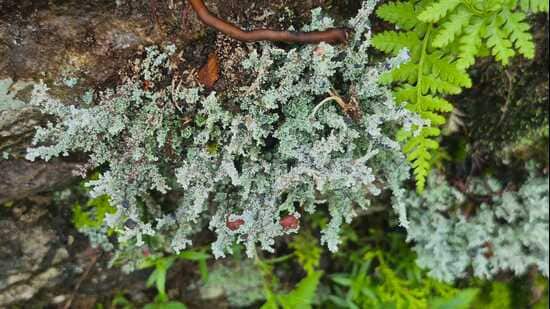 Most people take both types of plants for granted; lichen is even somewhat disliked, for appearing where it wasn’t ‘invited’. The aim of the parks is to highlight the crucial role both play in ecosystems. (Yogesh Chandra Tripathi)