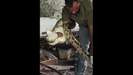 Rescuers recently found a python near a DDA Park in Delhi’s Forest View Apartments. (Photo: Instagram)