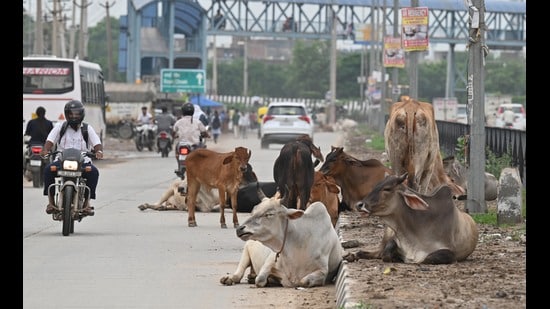 The teams will comprise MCG officials and police personnel. At present, MCG has four designated cow shelters for stray cattle. (HT)