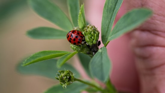A ladybird sits on an alfalfa plant in a test agricultural plot in Bouleuse, northeastern France, on August 6.(AFP)