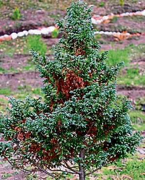Gymnosperms form vast alpine and temperate forests that act as carbon sinks, regulate the flow of water to rivers, and cleanse the air. (Ritu Budhori) Gymnosperms form vast alpine and temperate forests that act as carbon sinks, regulate the flow of water to rivers, and cleanse the air. (Ritu Budhori)