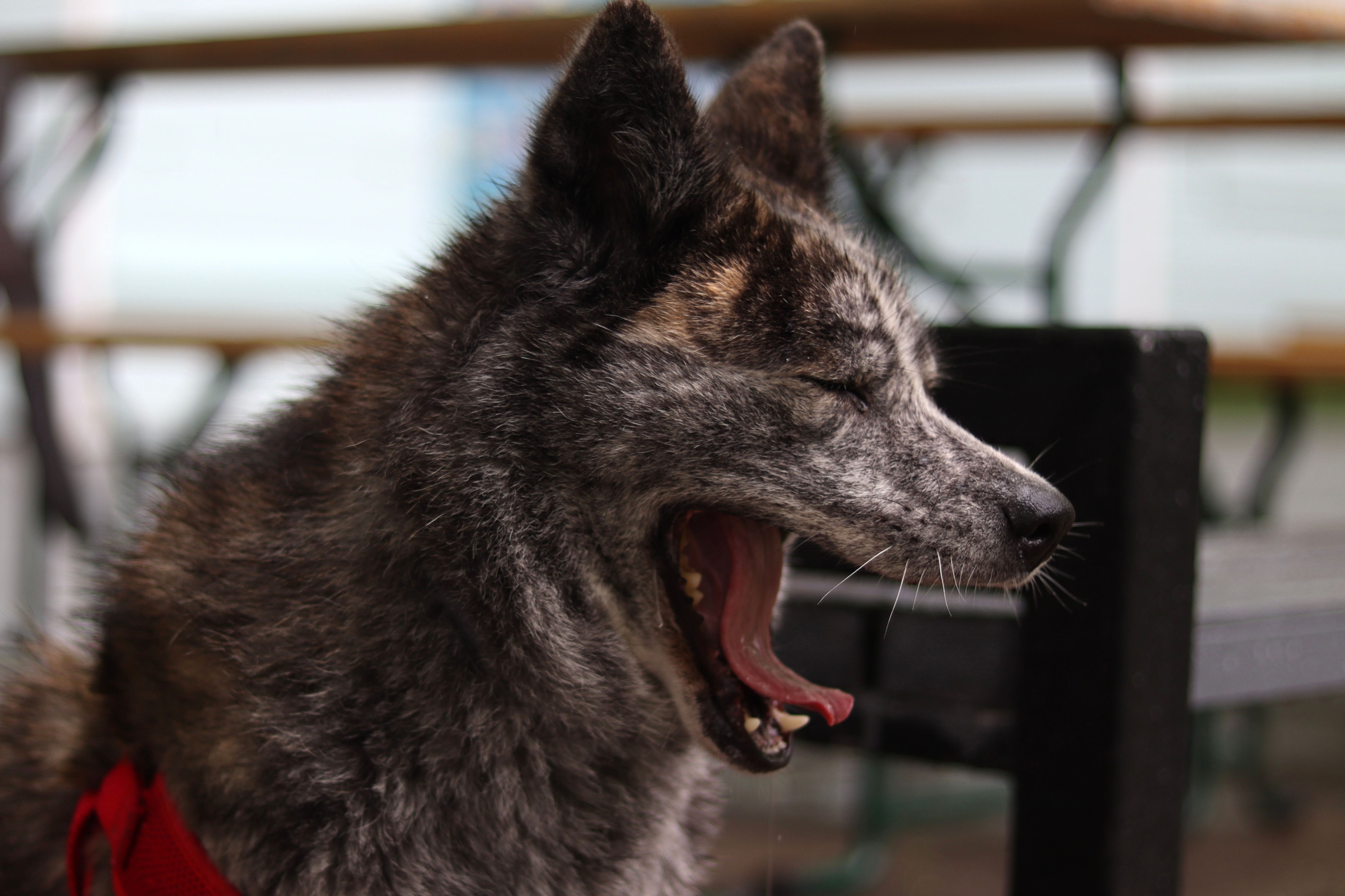 Humans are not the only animals known to experience contagious yawning. (Pexel) Humans are not the only animals known to experience contagious yawning. (Pexel)