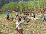 The government ought to carefully weigh its current ethanol incentive structure, which is tilted towards two water-guzzling crops: sugarcane and rice.