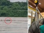 The elephant was left with severe injuries after being swept away by floodwaters in Nagaland. (File Photo)