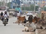 The teams will comprise MCG officials and police personnel. At present, MCG has four designated cow shelters for stray cattle. (HT)
