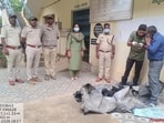 Under the Wildlife Protection Act, 1972, hunting, trapping or causing harm to protected wildlife, including leopards, which are Schedule-I animals, is a serious non-bailable offence. (HT Photo)