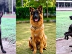 Typically, police dogs would be put up for external adoption after 10 years of service, leading to severe mental distress for many of them.(@ANI/X)