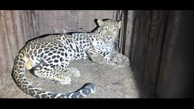 Nearly 15 trap cages, 50 camera traps and drones were deployed to track the leopard. (HT PHOTO) Nearly 15 trap cages, 50 camera traps and drones were deployed to track the leopard. (HT PHOTO)