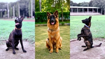 Typically, police dogs would be put up for external adoption after 10 years of service, leading to severe mental distress for many of them. (@ANI/X)