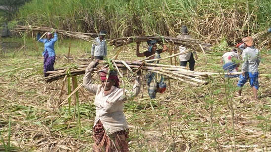 The government ought to carefully weigh its current ethanol incentive structure, which is tilted towards two water-guzzling crops: sugarcane and rice.