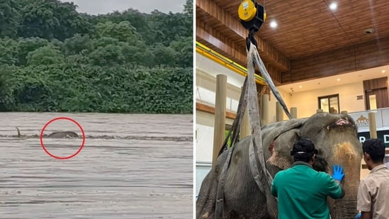 The elephant was left with severe injuries after being swept away by floodwaters in Nagaland. (File Photo)