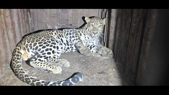 Nearly 15 trap cages, 50 camera traps and drones were deployed to track the leopard. (HT PHOTO)