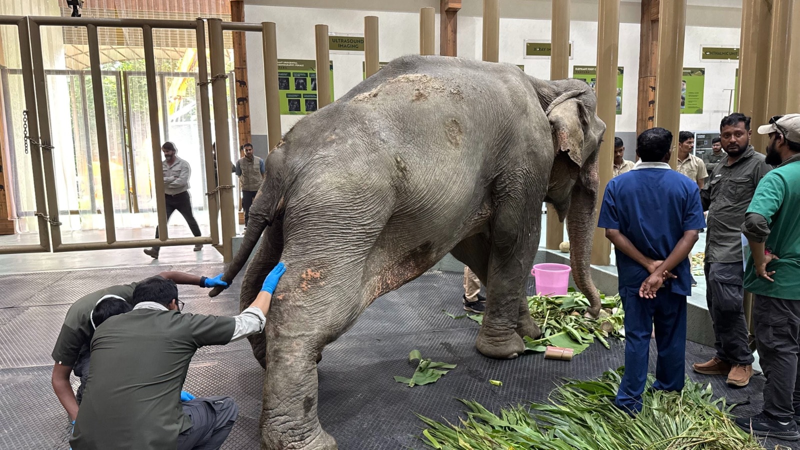 A 53-year-old elephant named Joymoti. (File Photo)
