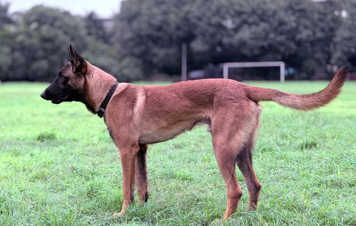 Fadnavis announced that a dog who had served in the police forces for the stipulated period of 10 years should not be made to suffer at the turn of retirement. (@ANI/X)