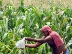 The average production of sugarcane in the pilot project increased from 65.45 tonnes to 73.12 tonnes per acre along with an average water saving of 42%.