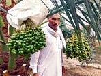 Around 70 date palm saplings can be sown per acre, with an average yield of 1.5 quintals from a single tree in a season. (HT)