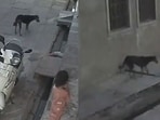 The CCTV footage capturing the stray dog attack shows the victim being dragged in the street. 