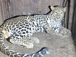 Nearly 15 trap cages, 50 camera traps and drones were deployed to track the leopard. (HT PHOTO)