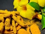 The high-curcumin turmeric has gone from an obscure hill crop to a GI-tagged premium product showcased before world leaders.