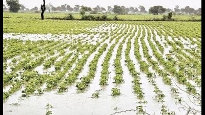 A water-logged field with destroyed crop of vegetables in Phulpur area of Prayagraj (HT PHOTO) A water-logged field with destroyed crop of vegetables in Phulpur area of Prayagraj (HT PHOTO)