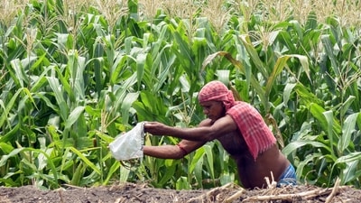 The average production of sugarcane in the pilot project increased from 65.45 tonnes to 73.12 tonnes per acre along with an average water saving of 42%. (ANI/ Representational) The average production of sugarcane in the pilot project increased from 65.45 tonnes to 73.12 tonnes per acre along with an average water saving of 42%. (ANI/ Representational)