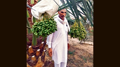 Around 70 date palm saplings can be sown per acre, with an average yield of 1.5 quintals from a single tree in a season. (HT) Around 70 date palm saplings can be sown per acre, with an average yield of 1.5 quintals from a single tree in a season. (HT)