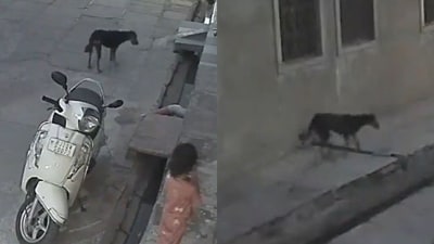 The CCTV footage capturing the stray dog attack shows the victim being dragged in the street. (Screenshots from video (X)) The CCTV footage capturing the stray dog attack shows the victim being dragged in the street. (Screenshots from video (X))