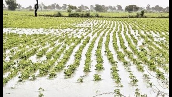 A water-logged field with destroyed crop of vegetables in Phulpur area of Prayagraj (HT PHOTO)