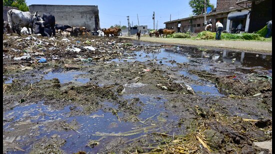 The Haibowal Dairy Complex has been grappling with the problem of streets being covered with wastewater and cow dung from overflowing drains. (Gurpreet Singh/HT)