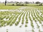 A water-logged field with destroyed crop of vegetables in Phulpur area of Prayagraj (HT PHOTO)
