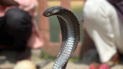 সোমবার সকাল সাড়ে ৮টা নাগাদ স্কুলে টিফিনের বিরতির সময় প্রথম শ্রেণির পড়ুয়া দৃপ্তকে সাপে ছোবল দেয় সোমবার সকাল সাড়ে ৮টা নাগাদ স্কুলে টিফিনের বিরতির সময় প্রথম শ্রেণির পড়ুয়া দৃপ্তকে সাপে ছোবল দেয়