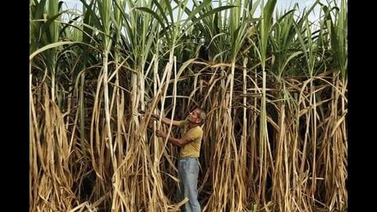 The Centre recently advised all 10 sugar-producing states, including Maharashtra, to commence crushing by October 15 to ensure adequate sugar availability during the festive season. (REPRESENTATIVE PHOTO)