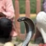 সোমবার সকাল সাড়ে ৮টা নাগাদ স্কুলে টিফিনের বিরতির সময় প্রথম শ্রেণির পড়ুয়া দৃপ্তকে সাপে ছোবল দেয়