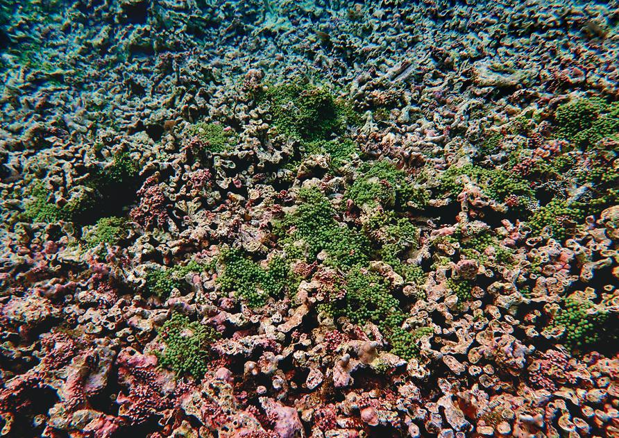 Macro algae growth over dead coral patches in Chetlat Island (Alvin Anto) Macro algae growth over dead coral patches in Chetlat Island (Alvin Anto)