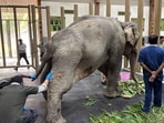 A 53-year-old elephant named Joymoti. (File Photo)