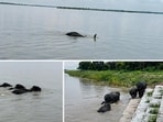 Adult elephants protect and guide the calves towards safer waters (HT Photo)
