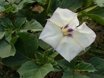 Datura, known in English as ‘devil’s trumpet’ or ‘mad apple’, is poisonous. (Wikipedia)