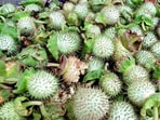 Datura fruit