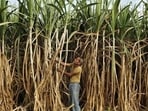 The Centre recently advised all 10 sugar-producing states, including Maharashtra, to commence crushing by October 15 to ensure adequate sugar availability during the festive season. (REPRESENTATIVE PHOTO)