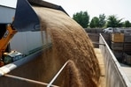 Employee uses a wheel loader to load wheat grains from a storage to a truck at a compound of a farm in Zhytomyr region