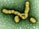 'H1N1 in Delhi under control': Health minister shares update, assures readiness as CM Gupta calls emergency meeting(Representational)