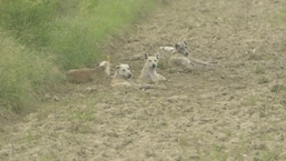 Stray dogs unearth body of missing Faridabad man after heavy rain; wife accused of murder plot