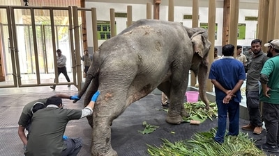 A 53-year-old elephant named Joymoti. (File Photo)