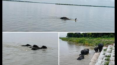 Adult elephants protect and guide the calves towards safer waters (HT Photo) Adult elephants protect and guide the calves towards safer waters (HT Photo)