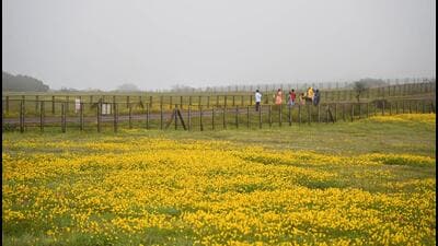 Satara, India - Sept. 28, 2021: Tourist roaming around bloomed Smithia Hirsuta flowers during flower season on Kaas plateau in Satara, India, on Tuesday, September 28, 2021. (Photo by Kalpesh Nukte/HT PHOTO) Satara, India - Sept. 28, 2021: Tourist roaming around bloomed Smithia Hirsuta flowers during flower season on Kaas plateau in Satara, India, on Tuesday, September 28, 2021. (Photo by Kalpesh Nukte/HT PHOTO)