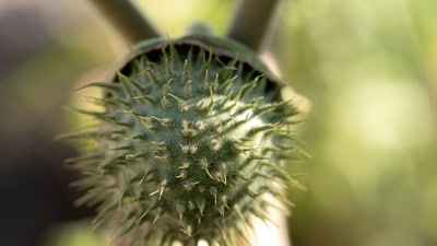 During the inquiry, officials found datura fruits and seeds displayed for sale on various e-commerce platforms. (Unsplash)
