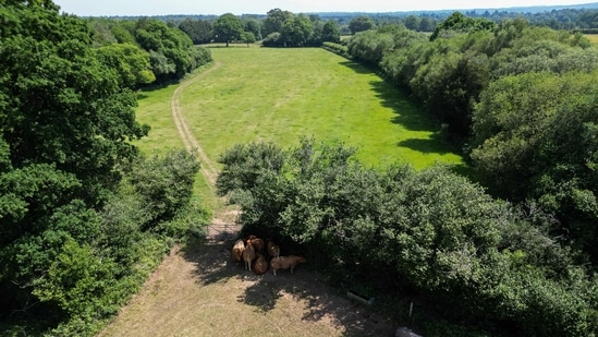 Trees are spreading in one of Europe’s least forested countries