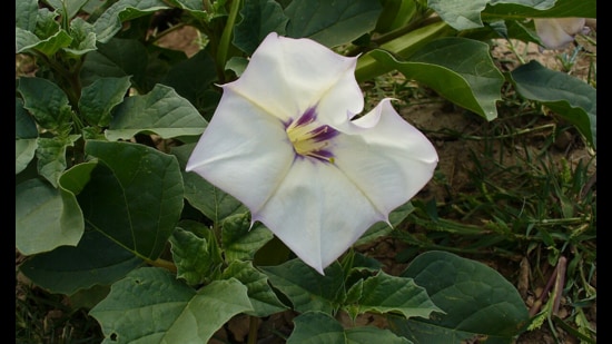 Datura, known in English as ‘devil’s trumpet’ or ‘mad apple’, is poisonous. (Wikipedia)